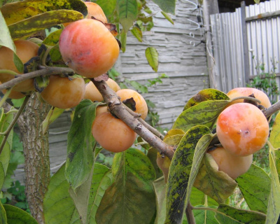 Хурма "Мидер"