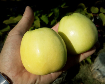 Яблоня "Голден Делишес"