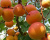 Абрикос "Россиянин"