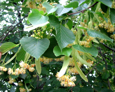 Липа крупнолистная