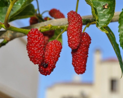 Шелковица "Диана"