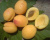 Абрикос "Ананасный"