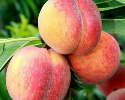 Персик "Золотая Москва"