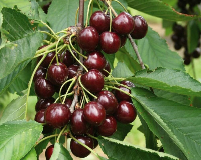 Вишня мультипрививка "Шоколадница-Жуковская"