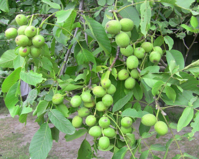 Грецкий орех "Чандлер"