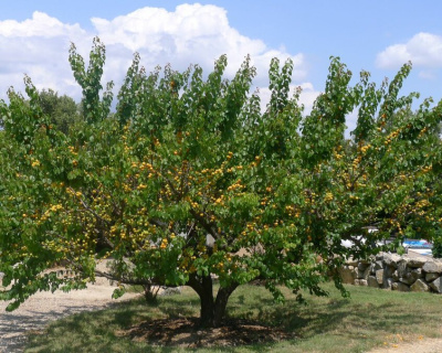 Абрикос "Россиянин"