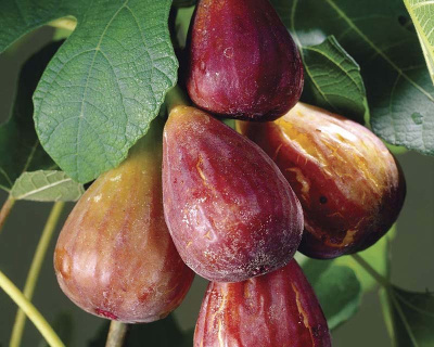 Инжир "Браун Турция"