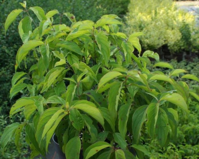 Дерен отпрысковый "Келси" (Kelsey)