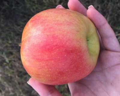 Яблоня "Чемпион"