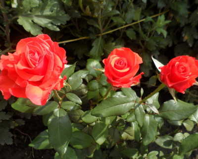 Роза Чайно-Гибридная "Corvette" (Корвет)