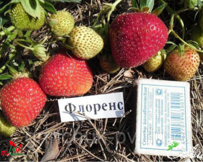 Клубника "Флоренс"