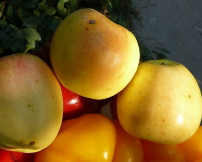 Яблоня "Банановое"