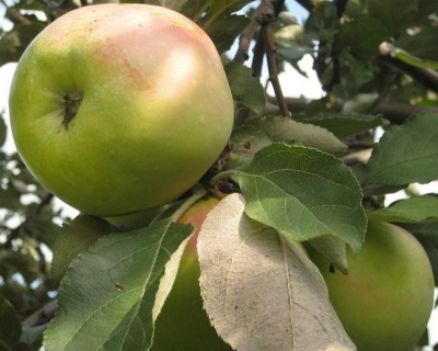 Яблоня "Богатырь"