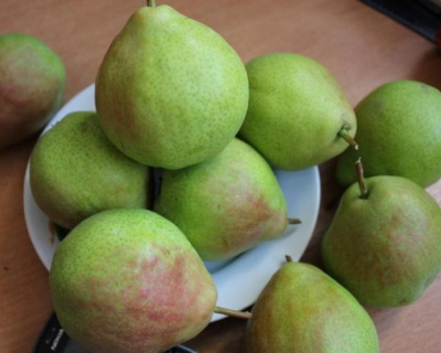 Груша "Дюшес (Вильямс летний)"