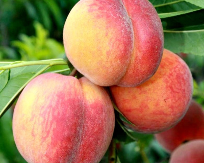 Персик "Гринсборо"
