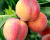 Персик "Гринсборо"
