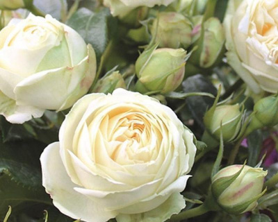 Спрей-роза «Wedding Piano» (Видинг Пиано)