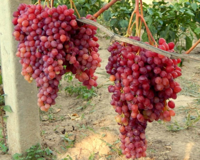 Виноград "КишМиш Запорожский"