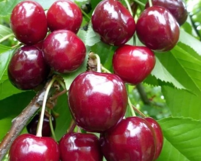 Вишня колоновидная "Королева"