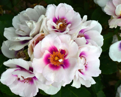 Роза Флорибунда "Eyes for You" (Айс Фо Ю)