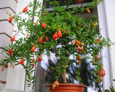 Гранат карликовый "Карфаген"