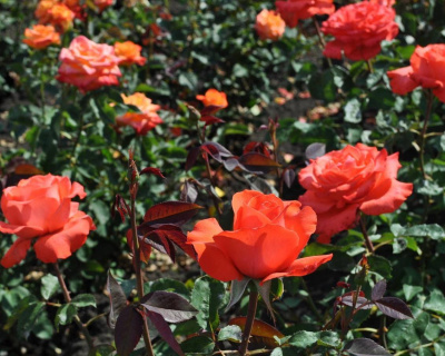 Роза Чайно-Гибридная "Corvette" (Корвет)