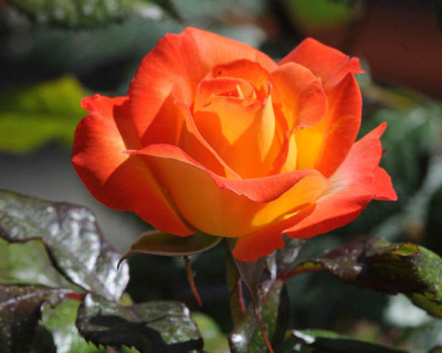 Роза Флорибунда "Samba" (Самба)