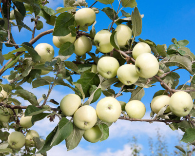 Яблоня "Белый Налив"