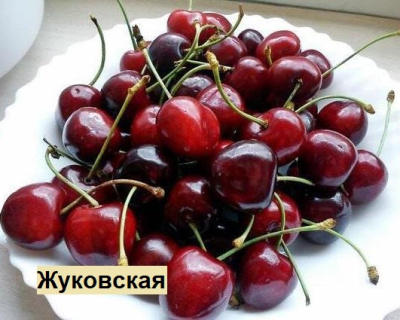 Вишня мультипрививка "Шоколадница-Жуковская"