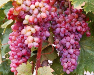Виноград "КишМиш Мечта"