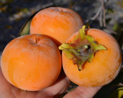 Хурма «Гора Говерла»