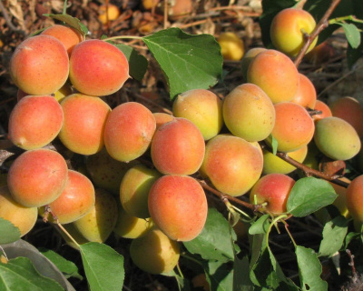 Абрикос "Чемпион Севера"