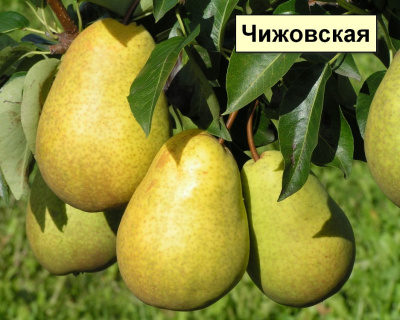 Груша мультипрививка "Детская-Чижовская"