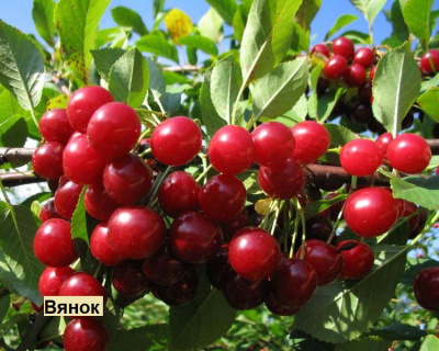 Вишня мультипрививка "Новодворская-Вянок"