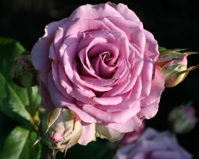 Роза Чайно-Гибридная «Cool Water» (Кул Вотер)