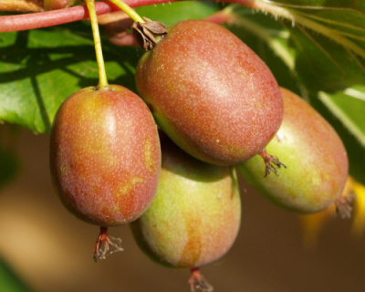 Актинидия Аргута «Ананасная» (женская)