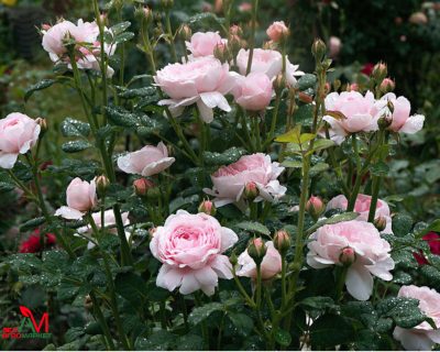 Английская Роза "Queen of Sweden" (Куин оф Суиден)