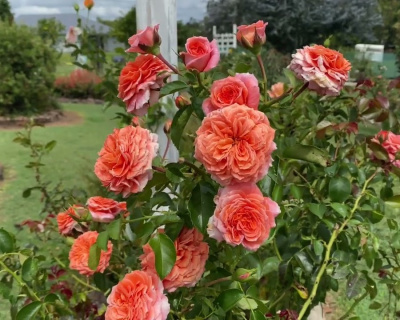 Роза Флорибунда "Orangerie" (Оранжери)