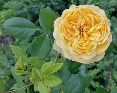 Роза пионовидная "Beatrice" (Беатрис) 