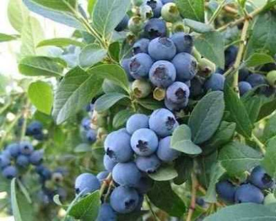 Голубика "Дабл (Duble)"