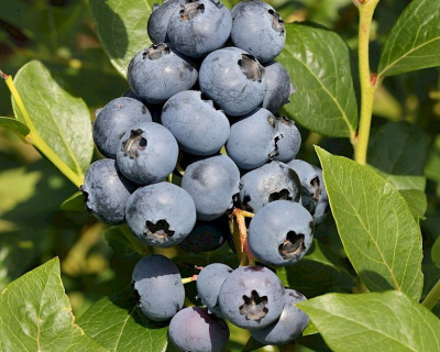 Голубика "Нельсон (Nelson)"