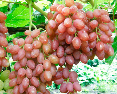Виноград "КишМиш Лучистый"