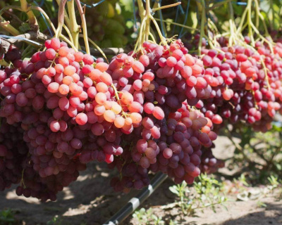 Виноград "КишМиш Мечта"